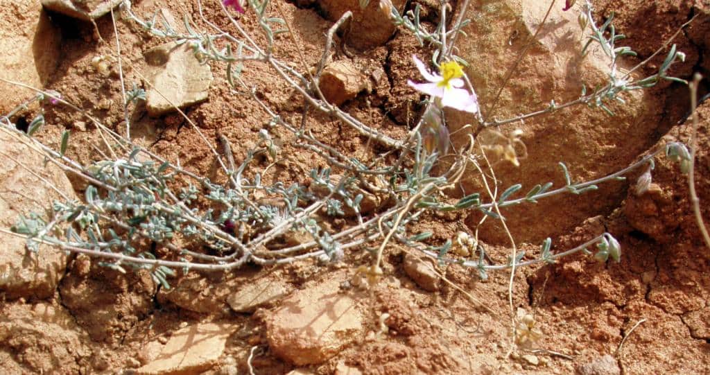 Imagen de Helianthemum