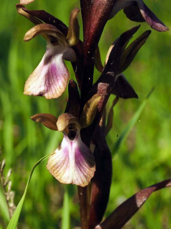 Imagen de Orchis collina Banks & Sol. ex Russell