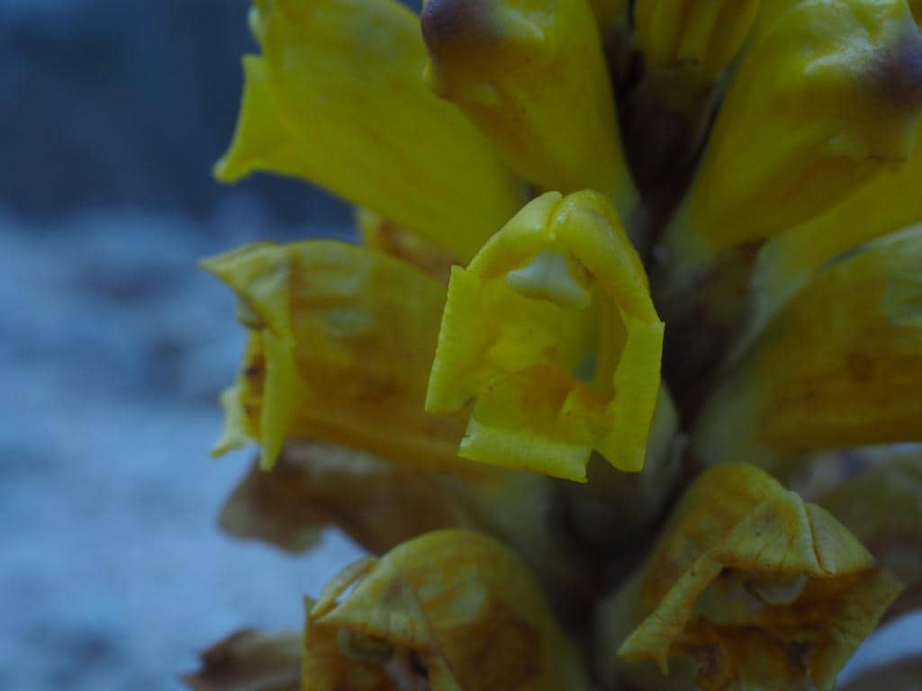 Imagen de Cistanche phelipaea (L.) Cout.