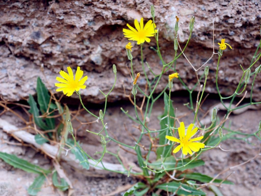 Imagen de Launea lanifera Pau