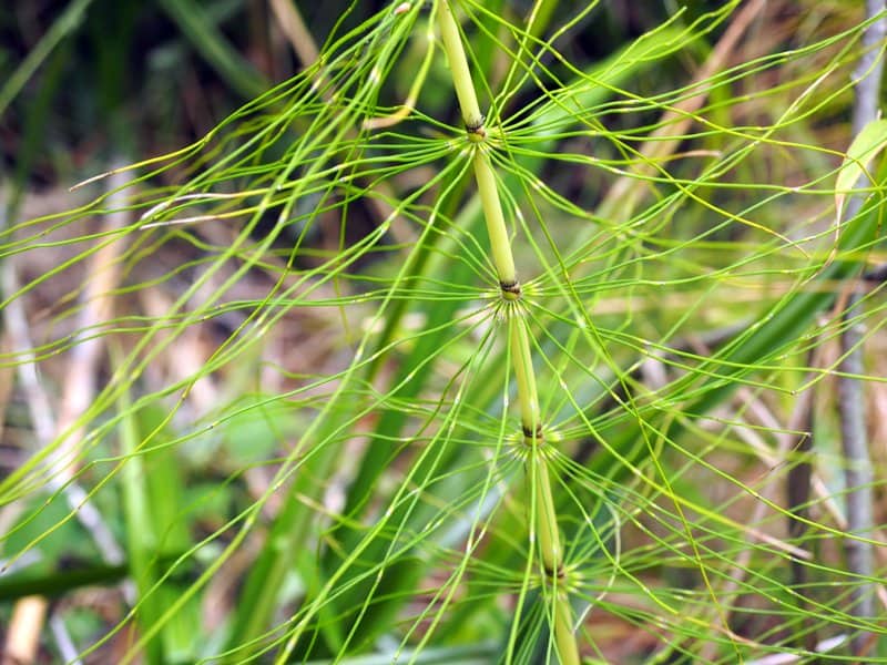 Imagen de Equisetum telmateia Eherh.