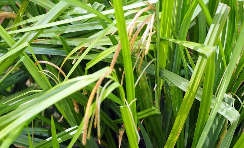 Imagen de Carex pendula Huds.