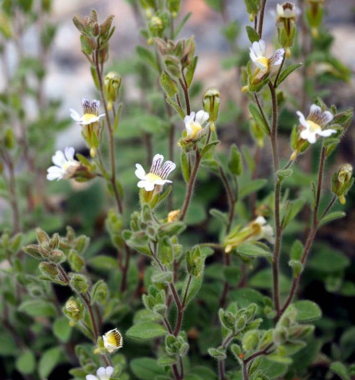 Imagen de Chaenorhinum villosum (L.) Lange subsp. villosum