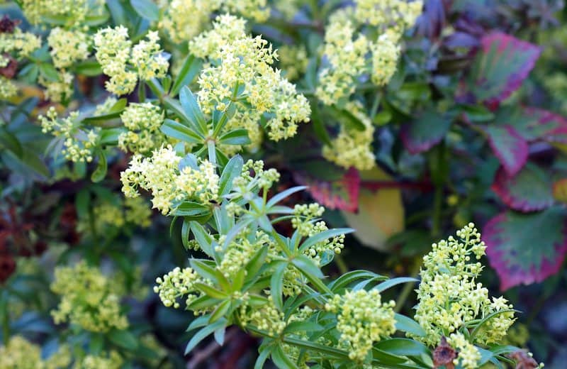 Imagen de Rubia peregrina L.