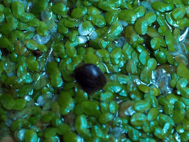 Imagen de Lemna minor L.