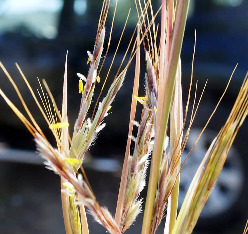 Imagen de Hyparrhenia sinaica (Delile) Llaurado ex G. Lopez