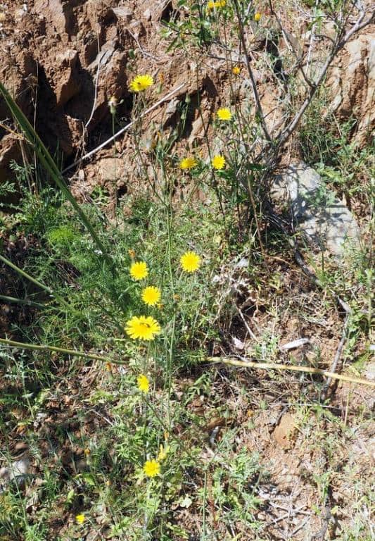 Imagen de Sonchus tenerrimus L.