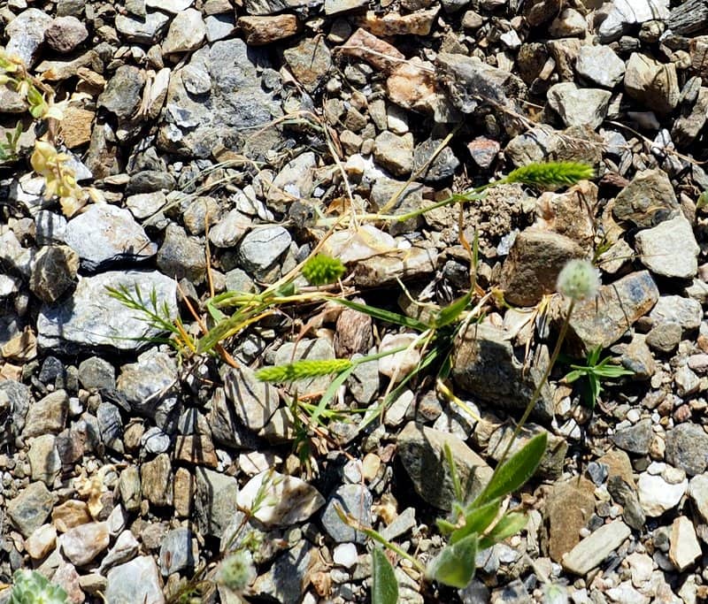 Imagen de Hordeum murinum L.