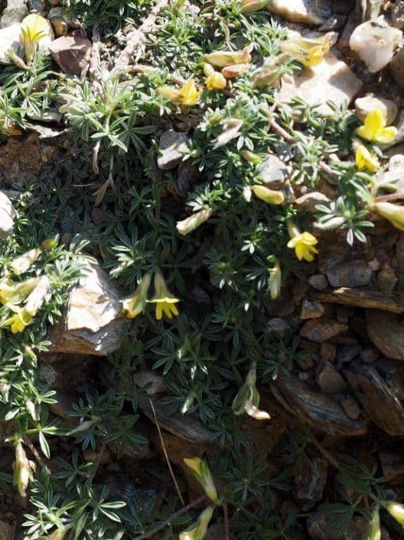 Imagen de Lotononis lupinifolia (Boiss.) Benth.