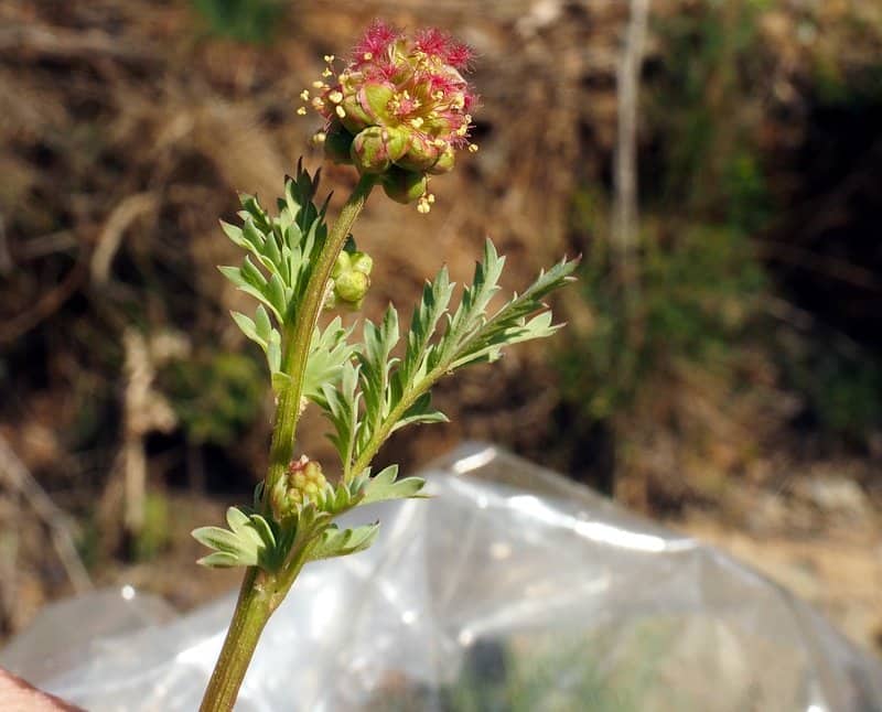 Imagen de Sanguisorba rupicola / ancistroides
