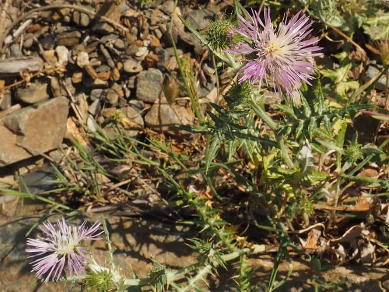 Imagen de Galactites tomentosus Moench