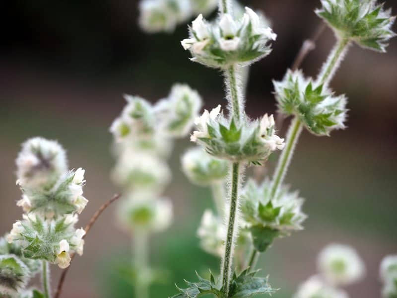 Imagen de Sideritis arborescens Salzm. ex Benth.