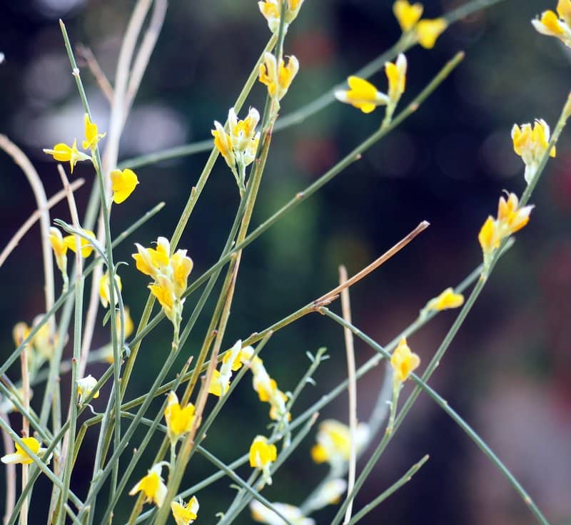 Imagen de Genista spartioides Spach.