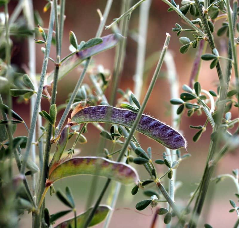 Imagen de Cytisus malacitanus Boiss.