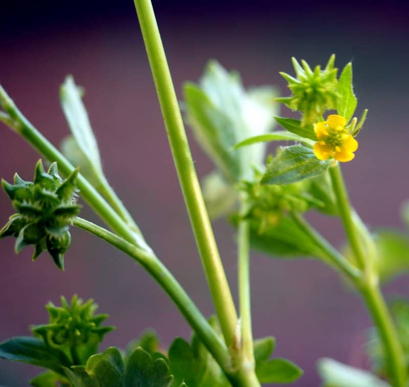 Imagen de Ranunculus muricatus L.