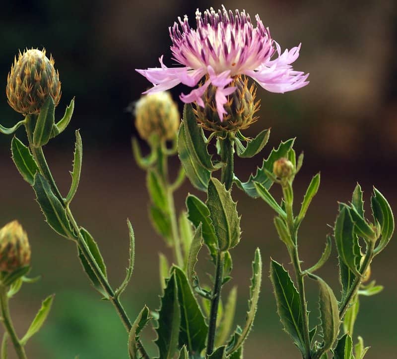 Imagen de Centaurea malacitana Boiss.