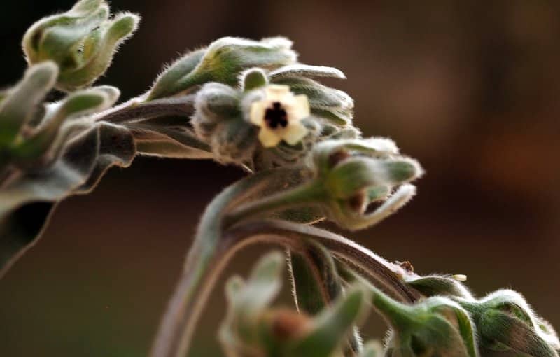 Imagen de Cynoglossum creticum Mill.