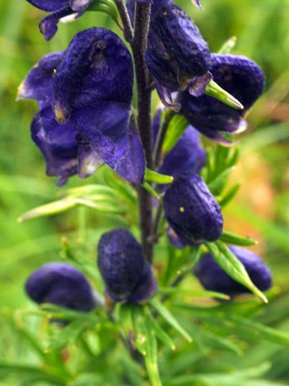 Imagen de Aconitum napellus L.
