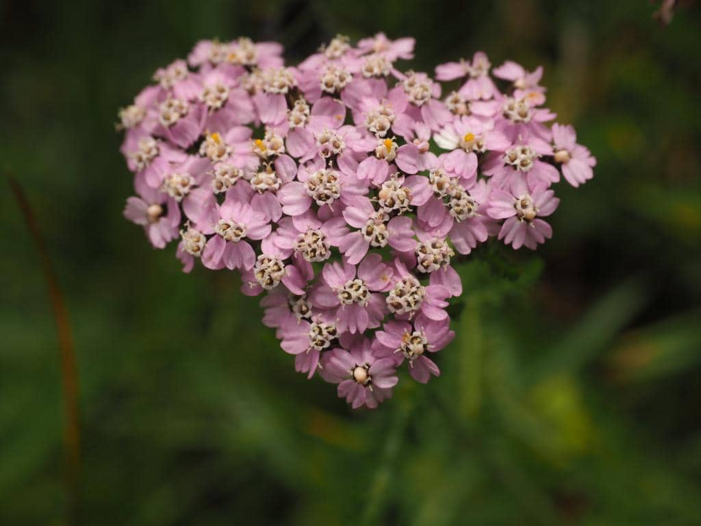 Imagen de Achillea millefolium L.