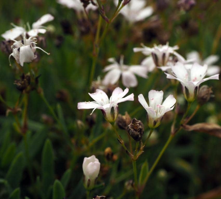Imagen de Gypsophila repens L.