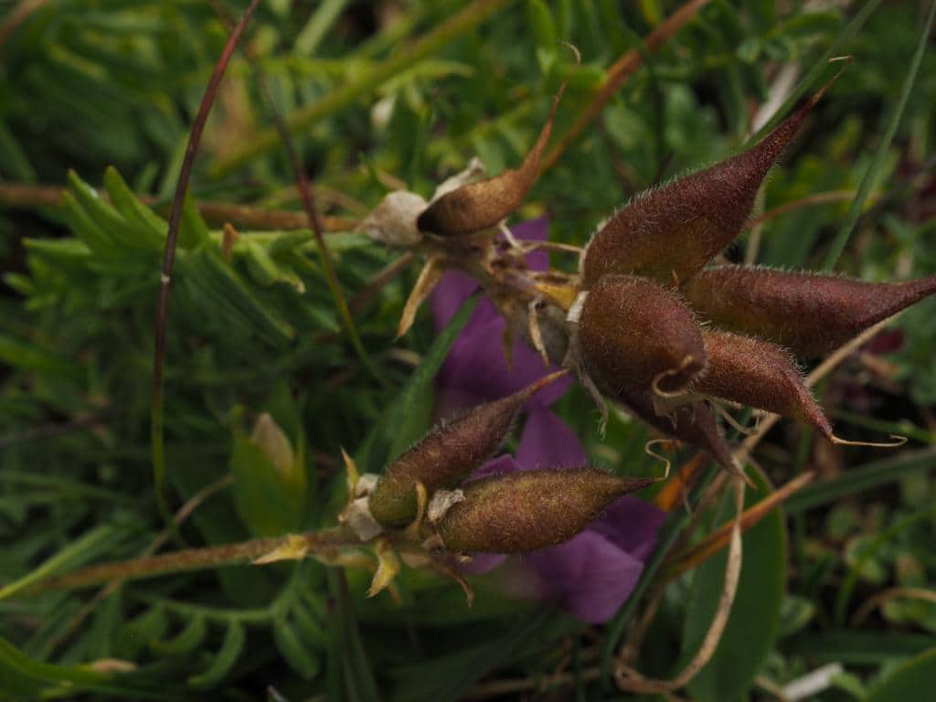 Imagen de Astragalus