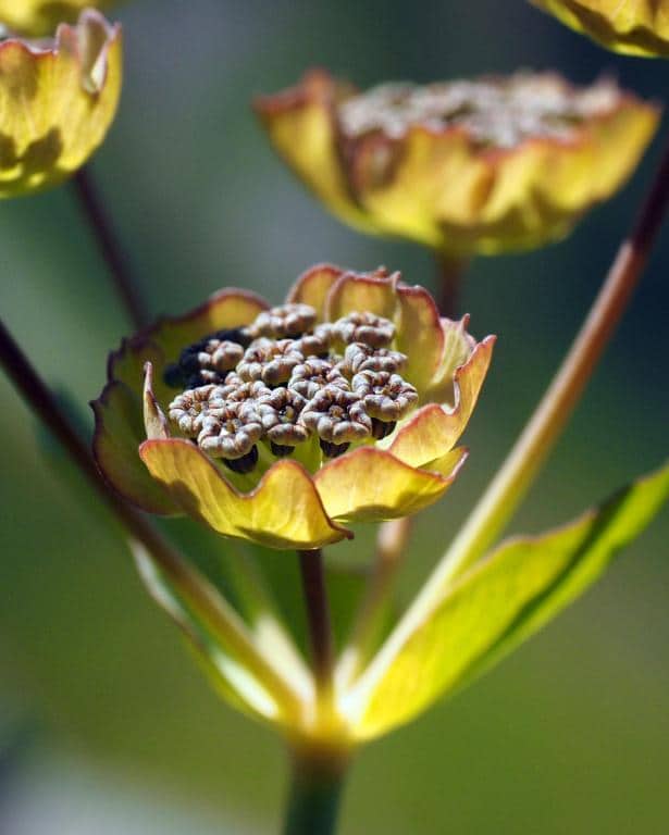 Imagen de Bupleurum stellatum L.