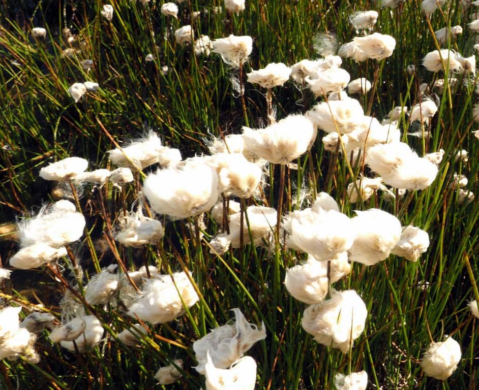 Imagen de Eriophorum angustifolium Honck.