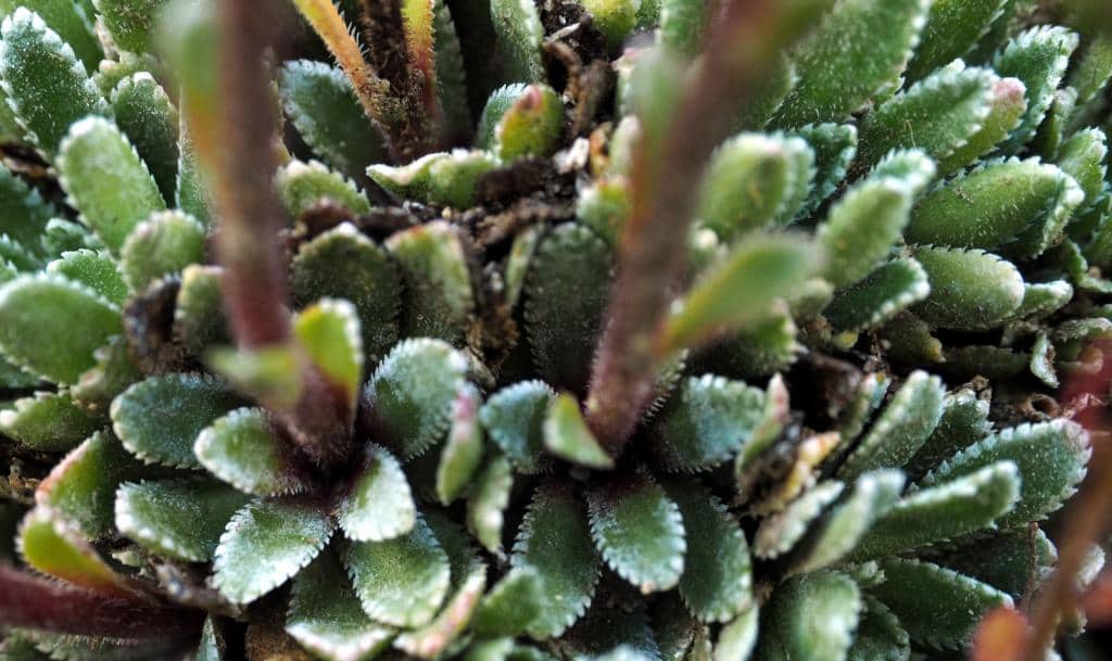 Imagen de Saxifraga grex paniculata