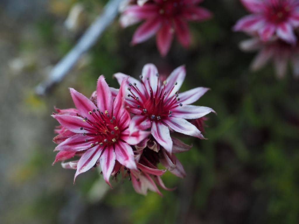 Imagen de Sempervivum