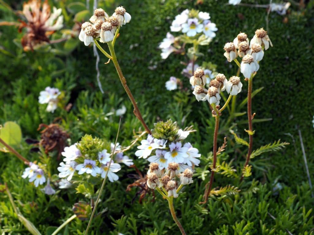 Imagen de Achillea moschata Wulfen