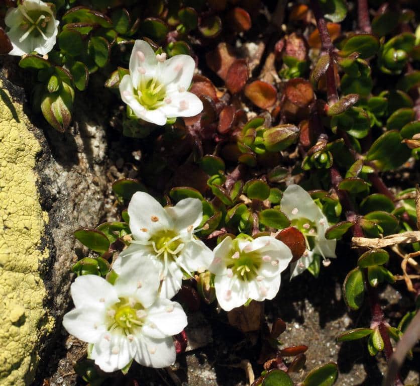 Imagen de Arenaria biflora L.