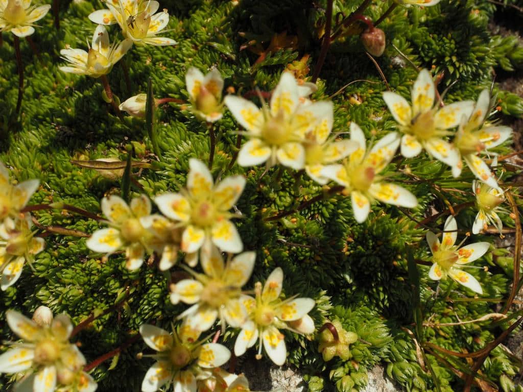 Imagen de Saxifraga bryoides L.