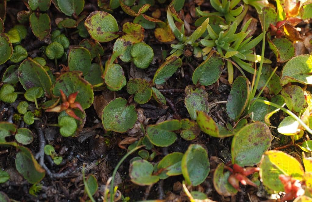 Imagen de Salix herbacea L.