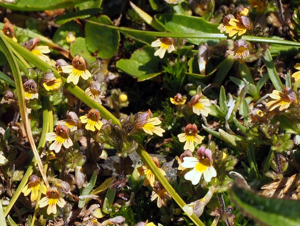 Imagen de Euphrasia minima Jacq.