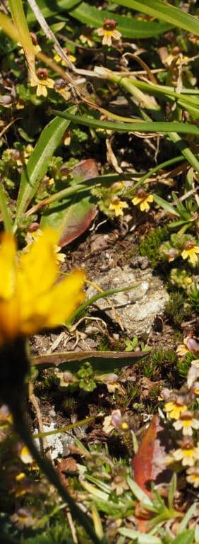 Imagen de Scorzoneroides helvetica (Mérat) Holub