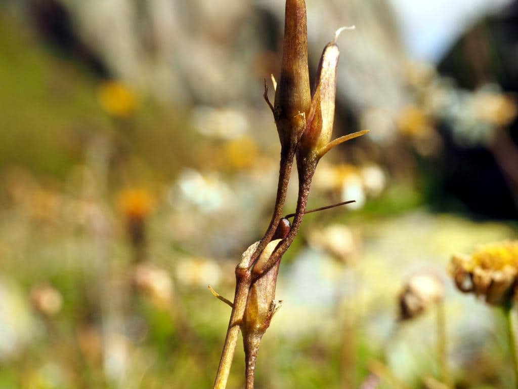 Imagen de Soldanella alpina L.