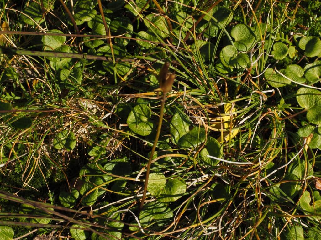 Imagen de Soldanella alpina L.