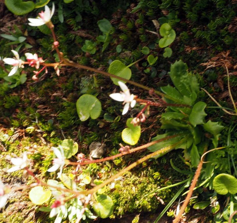 Imagen de Saxifraga stellaris L.