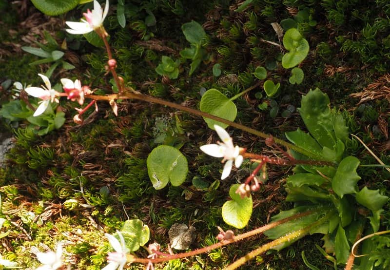 Imagen de Saxifraga stellaris L.