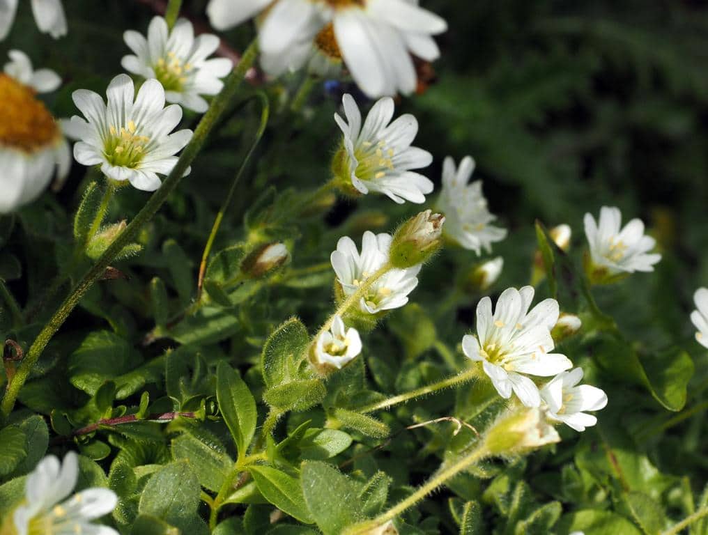 Imagen de Cerastium uniflorum Clairv.