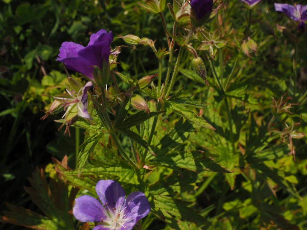 Imagen de Geranium sylvaticum L.