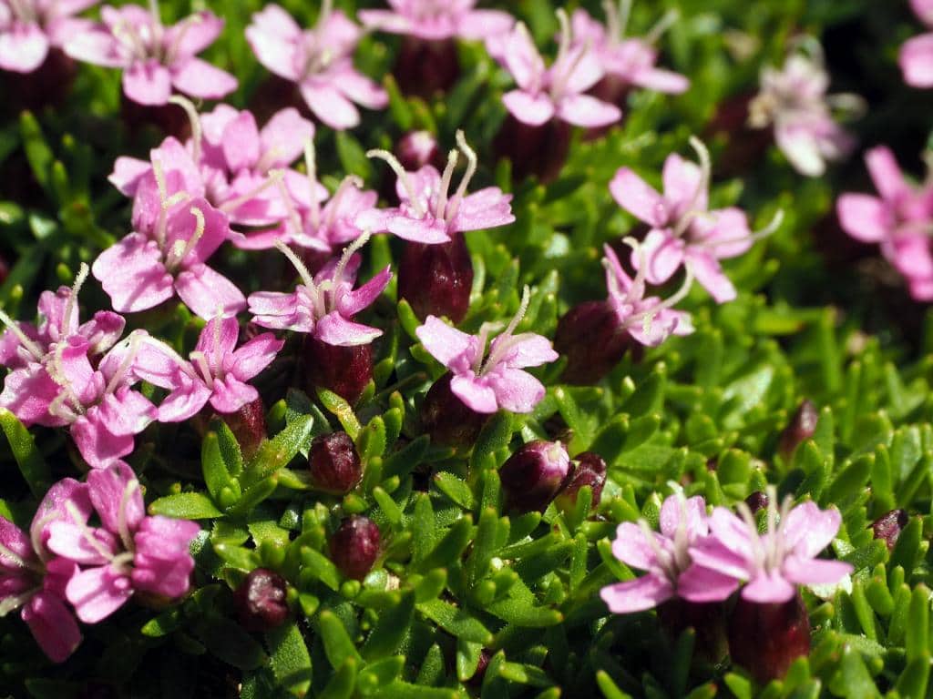 Imagen de Silene acaulis L.