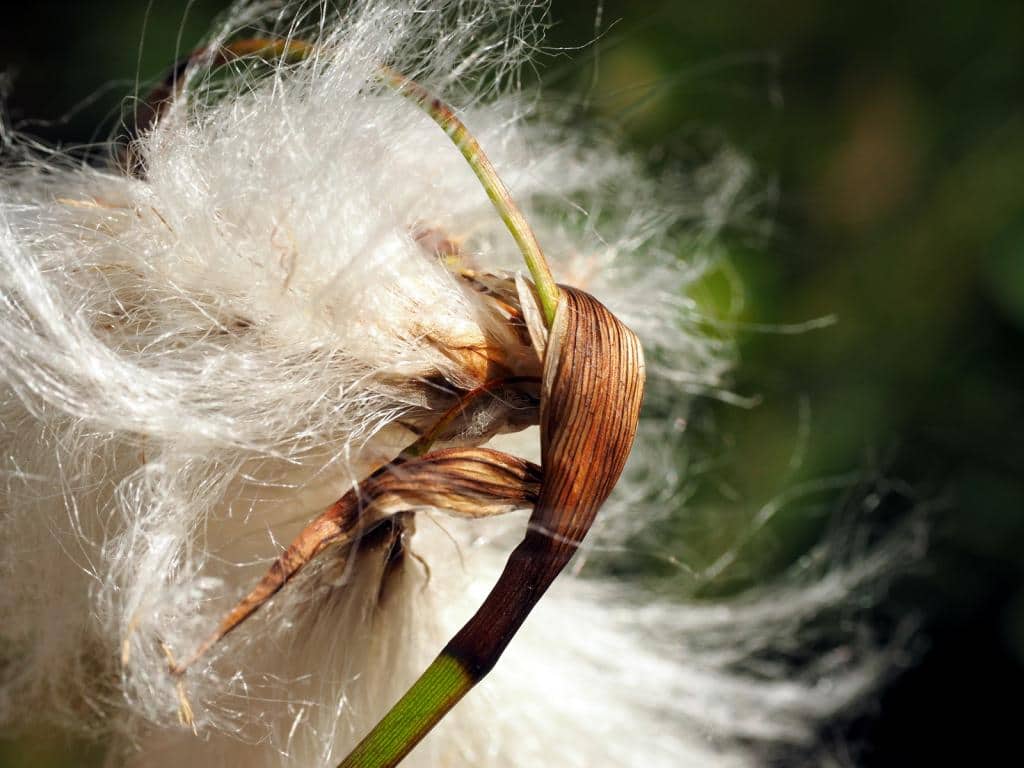 Imagen de Eriophorum angustifolium Honck.