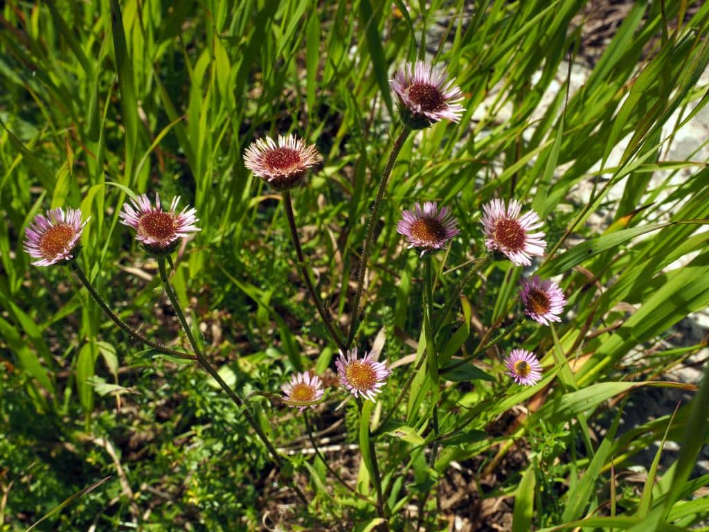 Imagen de Erigeron alpinus L.
