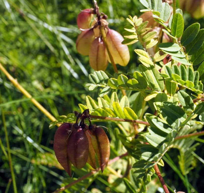 Imagen de Colutea arborescens L.