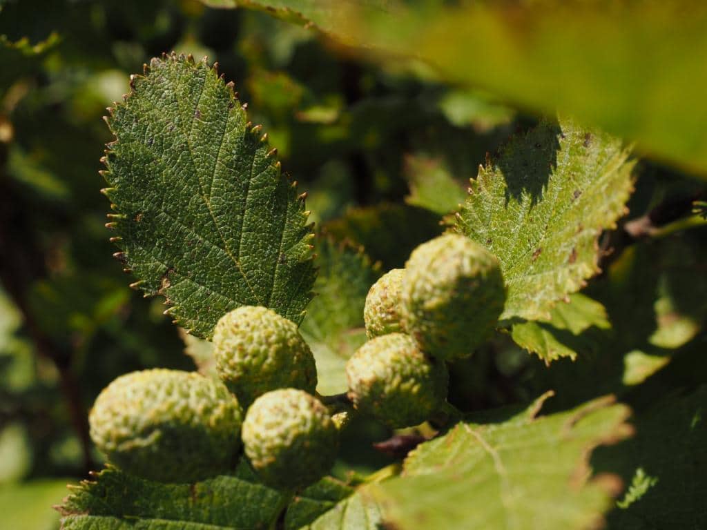 Imagen de Alnus incana (L.) Moench.