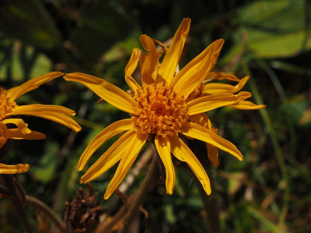 Imagen de Arnica montana L.