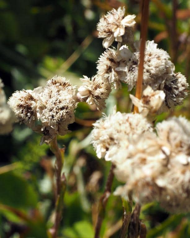 Imagen de Antennaria dioica (L.) Gaertn.