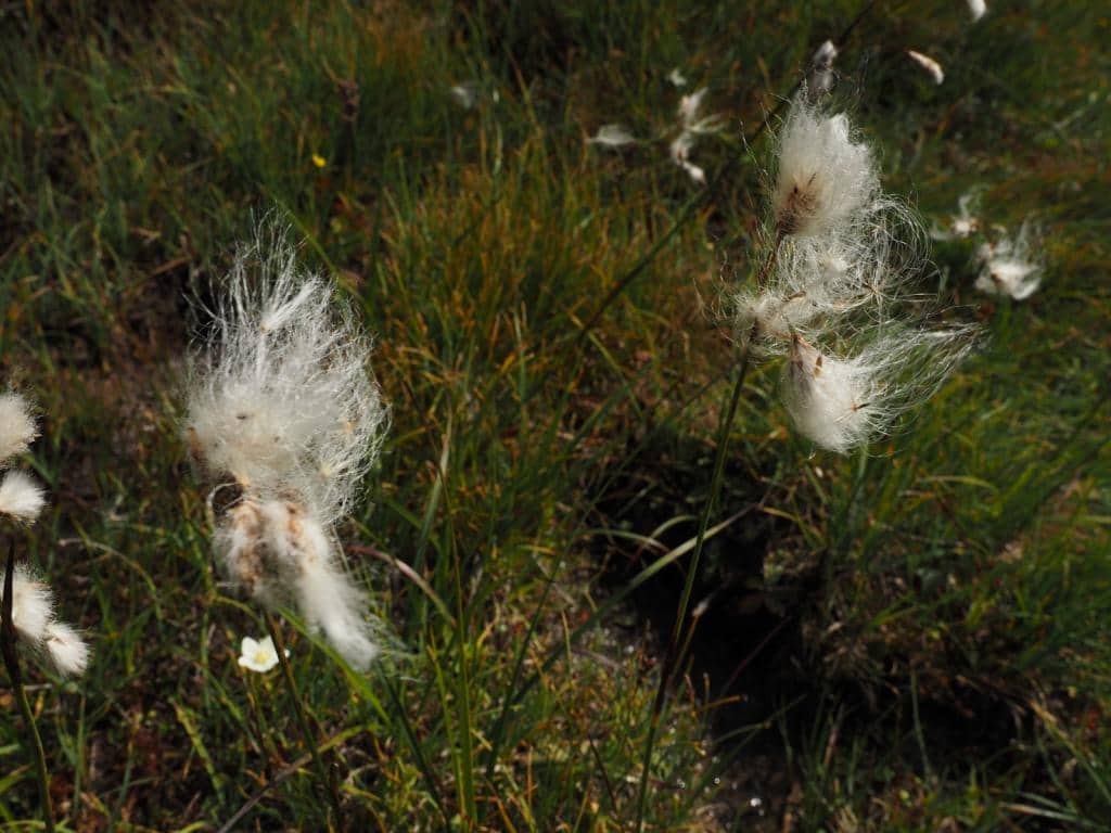 Imagen de Eriophorum angustifolium Honck. )