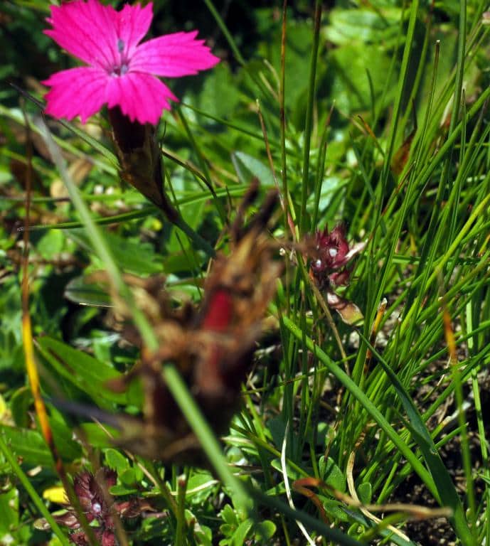 Imagen de Dianthus carthusianorum L.